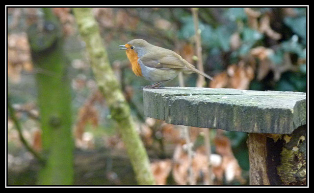 Robin (6)