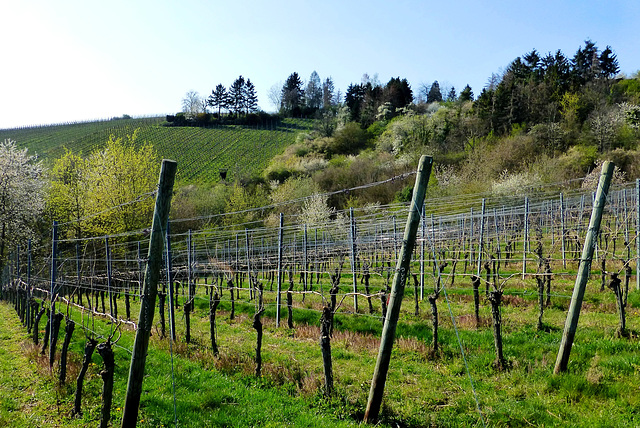 Spaziergang in den Weinbergen