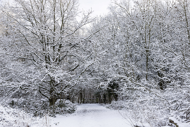 Ecclesall Woods in the snow - Donkey field gate