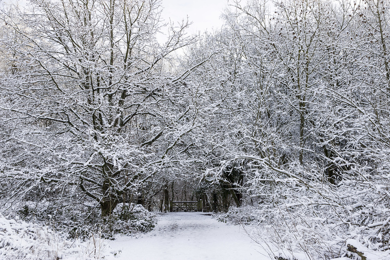 Ecclesall Woods in the snow - Donkey field gate