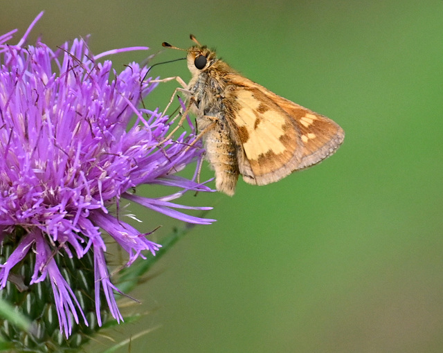 Skipper on thistle IMG 20240902 084359