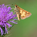 Skipper on thistle IMG 20240902 084359