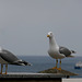 local wild life