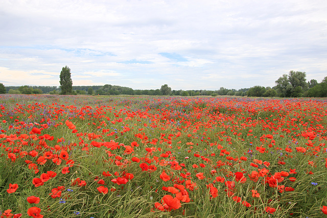 ... auf der Wiese