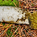 Stinkhorn. Phallus impudicus