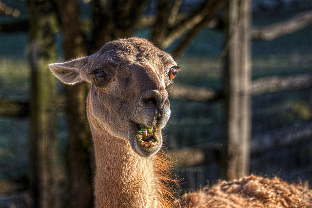 guanaco