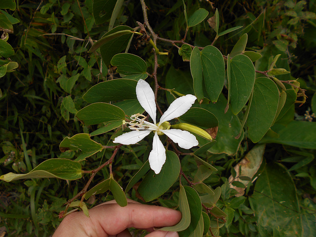 DSCN1429 - pata-de-vaca Bauhinia forficata, Fabaceae Caesalpinioideae