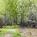 Day 12, a Cap Tourmente trail