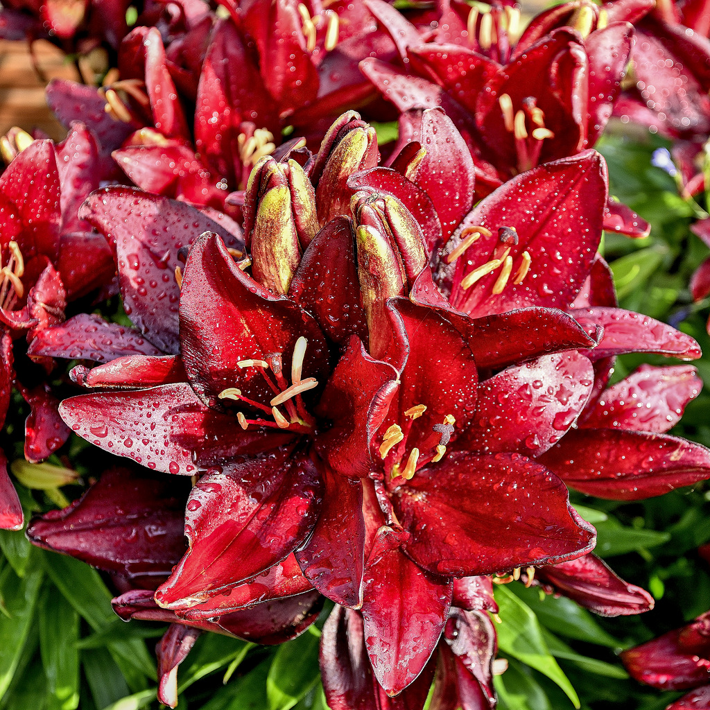 Lilies after overnight rain