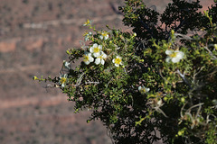 Purshia stansburiana, Grand Canyon USA L1007408
