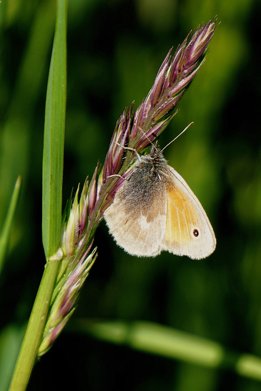 Die Zeit der Schmetterlinge beginnt - The time of butterflies begins