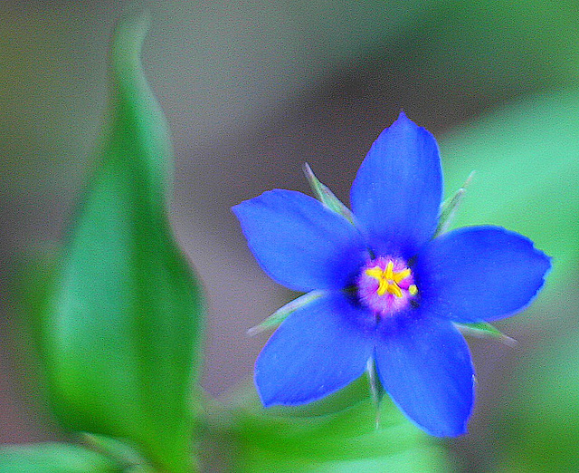 Fleur bleue