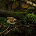 Young Pied Flycatcher