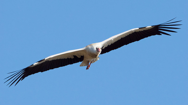 Storch im Anflug