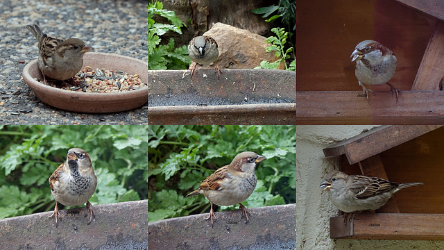 petit échantillon de mes oiseaux