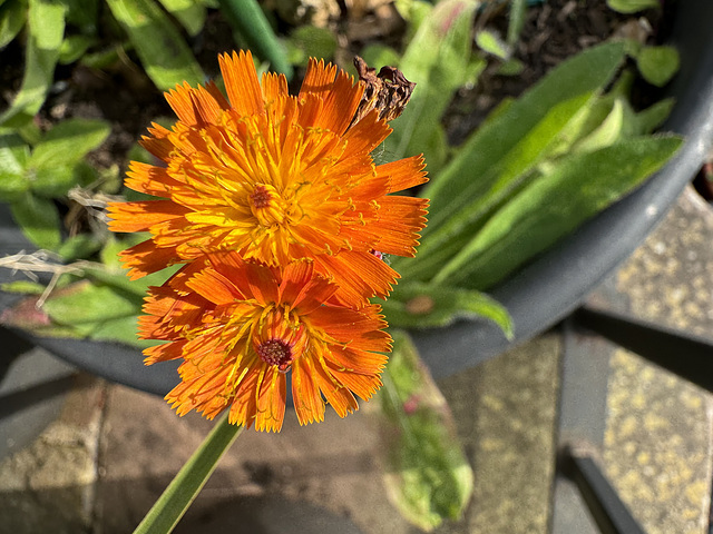 Orange Hawkweed (Pilosella aurantiaca)