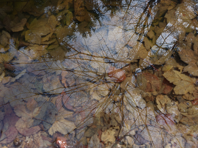 Pfütze im Wald