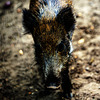 20240908_halberstadt tiergarten (d800+d2x)