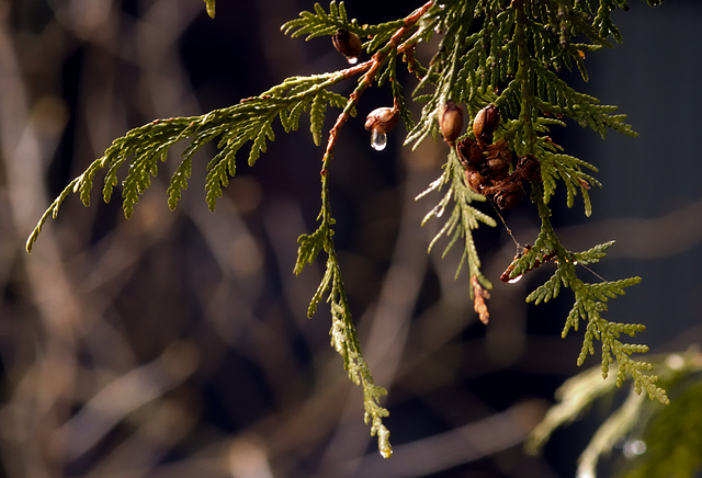 spruce drops