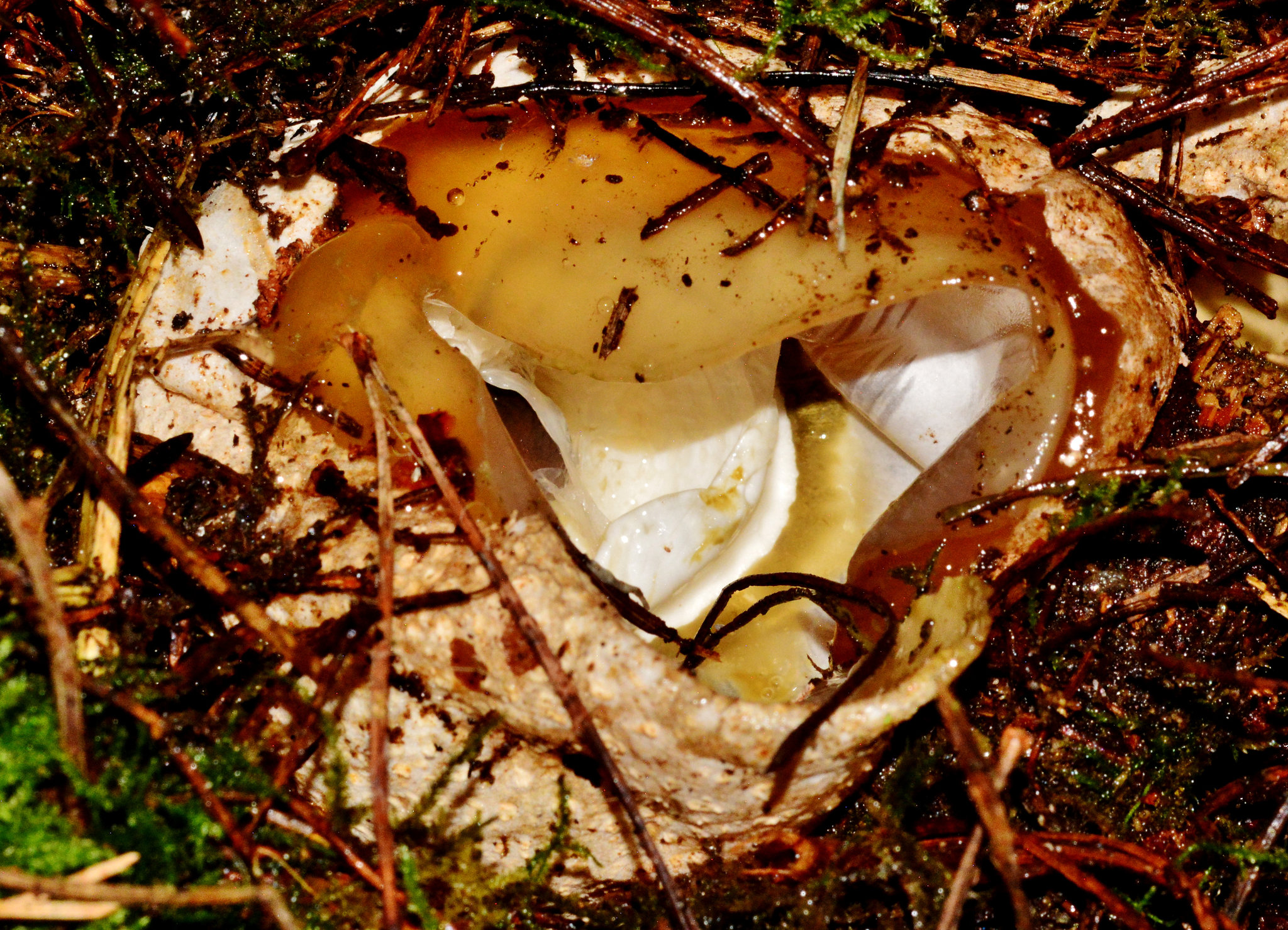 Exposed Stinkhorn "egg"