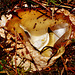 Exposed Stinkhorn "egg"