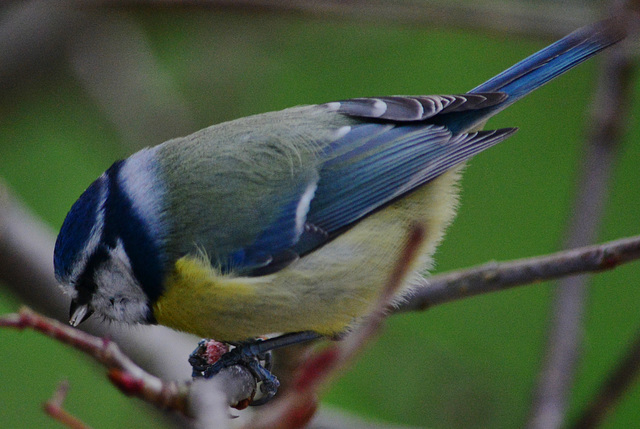 Blue Tit