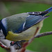 Blue Tit