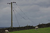 Swallows lined up