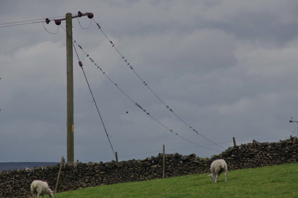 Swallows lined up