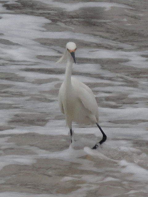 DSC00883a - garça-branca-pequena Egretta thula