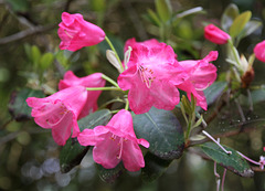 Rhododendren