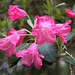 Rhododendren