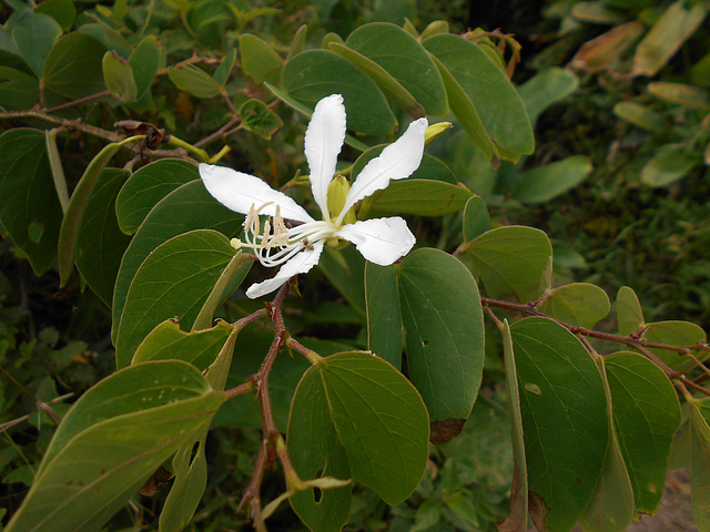 DSCN1430 - pata-de-vaca Bauhinia forficata, Fabaceae Caesalpinioideae