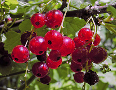 Rote Johannisbeere (Ribes rubrum)