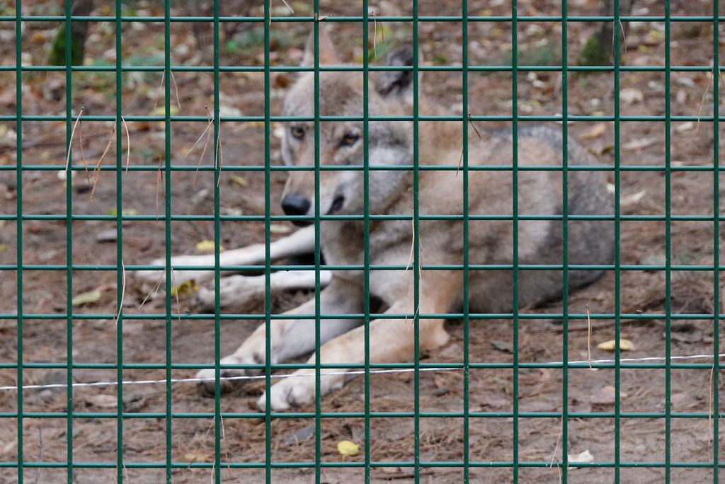 Loup (ou : Quand une photo ratée devient symbolique)