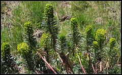 Euphorbia wulfenii (1)