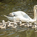 Canal Swans 13