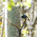 Day 12, Black-throated Blue Warbler, Cap Tourmente