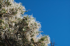 Purshia stansburiana, Grand Canyon USA L1007409