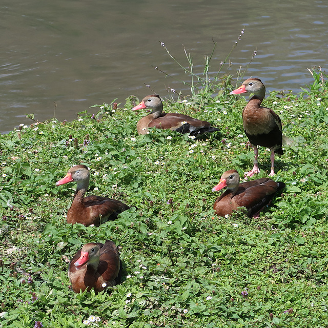 WWT Arundel