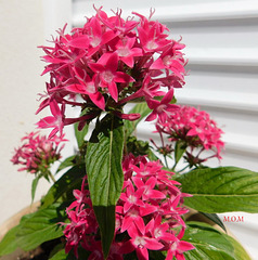 Pentas LANCEOLATA*****Merci Xata !