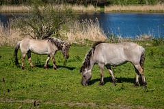 Schönerlinder Teiche