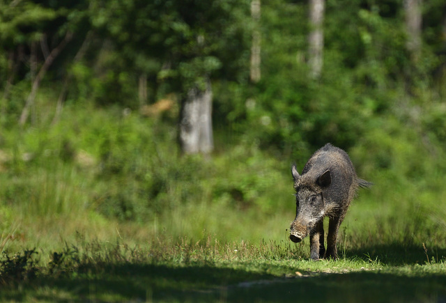 sanglier