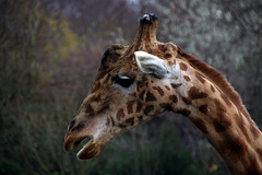 Lanceur d'alerte . La girafe n'est pas muette . La preuve , Sophie la girafe m'affirme que c'est un coup monté par les intégristes qui lui imposent le voeu de silence .  .