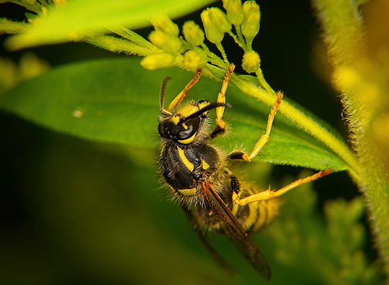 Der mühsame Aufstieg dieser Wespe :))  The arduous ascent of this wasp :))  L'ascension laborieuse de cette guêpe :))