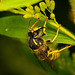 Der mühsame Aufstieg dieser Wespe :))  The arduous ascent of this wasp :))  L'ascension laborieuse de cette guêpe :))