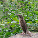 Young Song Thrush-7122