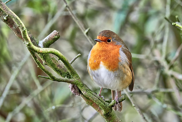 European Robin - Erithacus rubecula