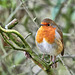 European Robin - Erithacus rubecula