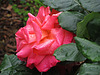 l'orage la pluie et voila les roses fleurissent,,,